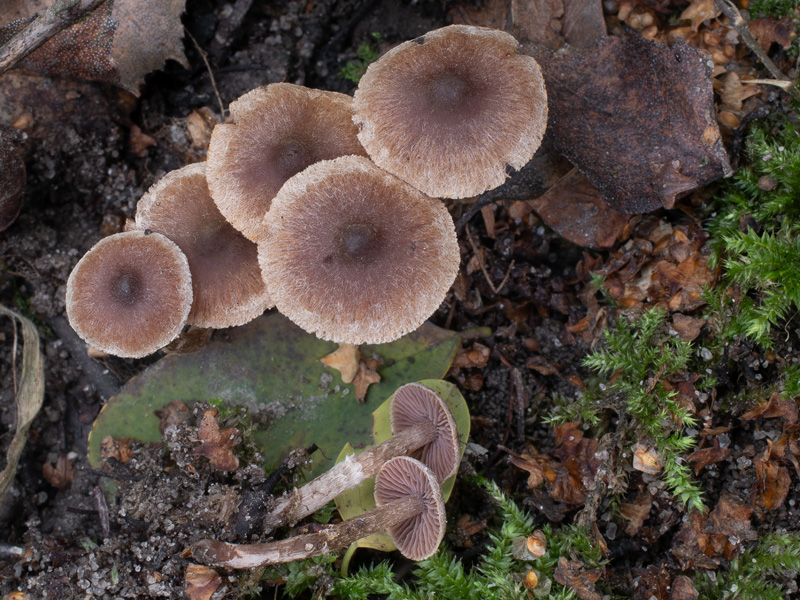 Cortinarius desertorum Cortinarius desertorum